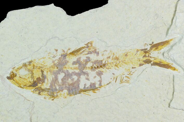 Bargain, Fossil Fish (Knightia) - Wyoming #126534